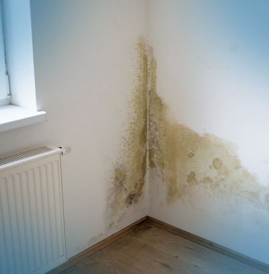 Mold Removal